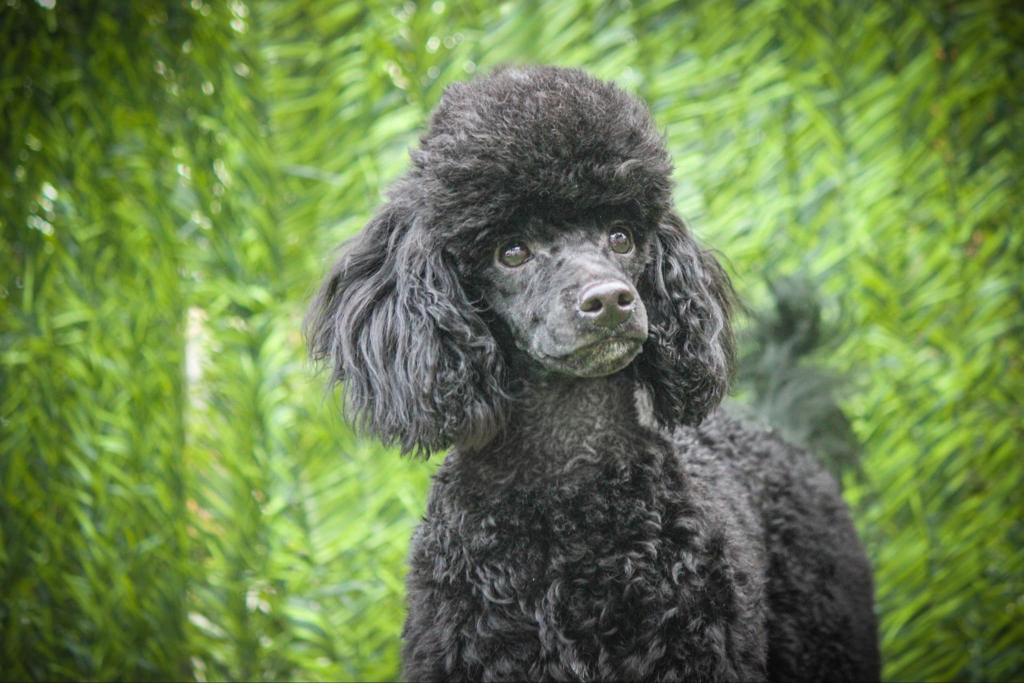 Wilbur