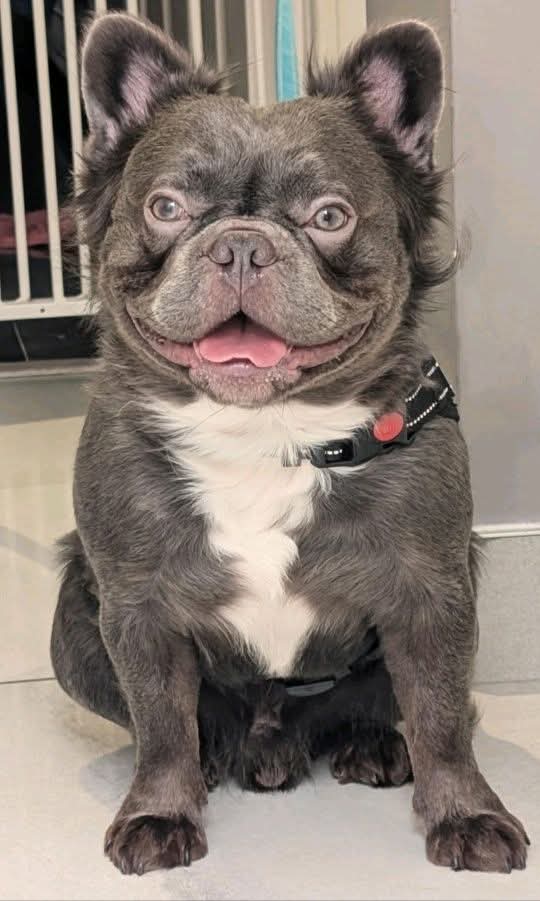 Basil