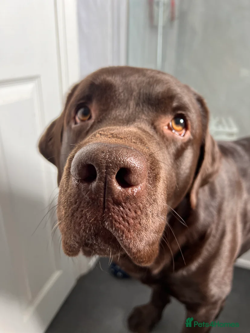 Wilbur