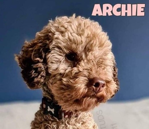 Archie